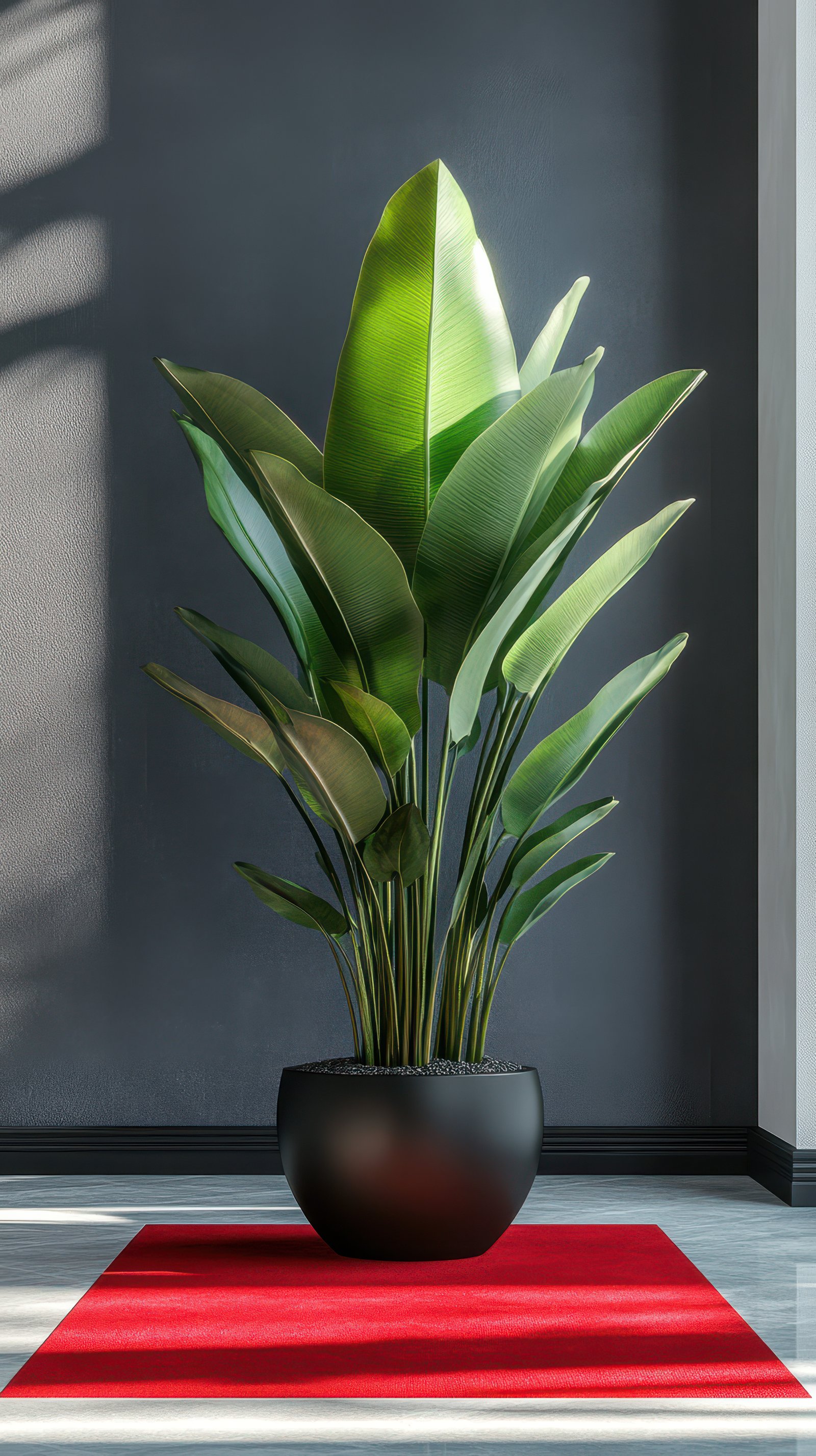 Lush green plant displayed in a modern interior with a striking red carpet under soft sunlight